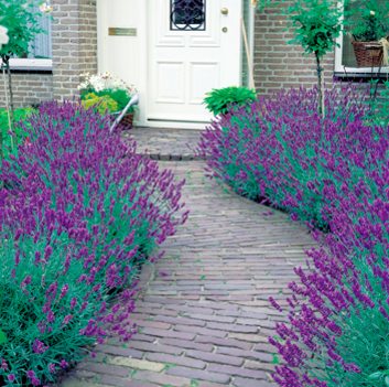 Vecchia pianta di lavanda immagini e fotografie stock ad alta